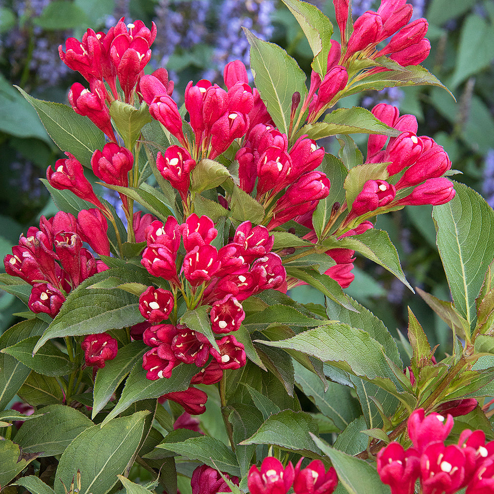 Weigela Crimson Kisses – SCARDERA